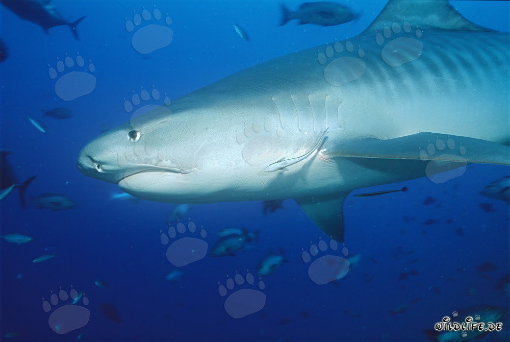 Impressive Tiger Shark (Galeocerdo cuvier) in front of stunning coral reef