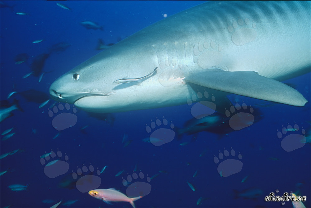 Impressionnant requin tigre (Galeocerdo cuvier) près d'un récif corallien
