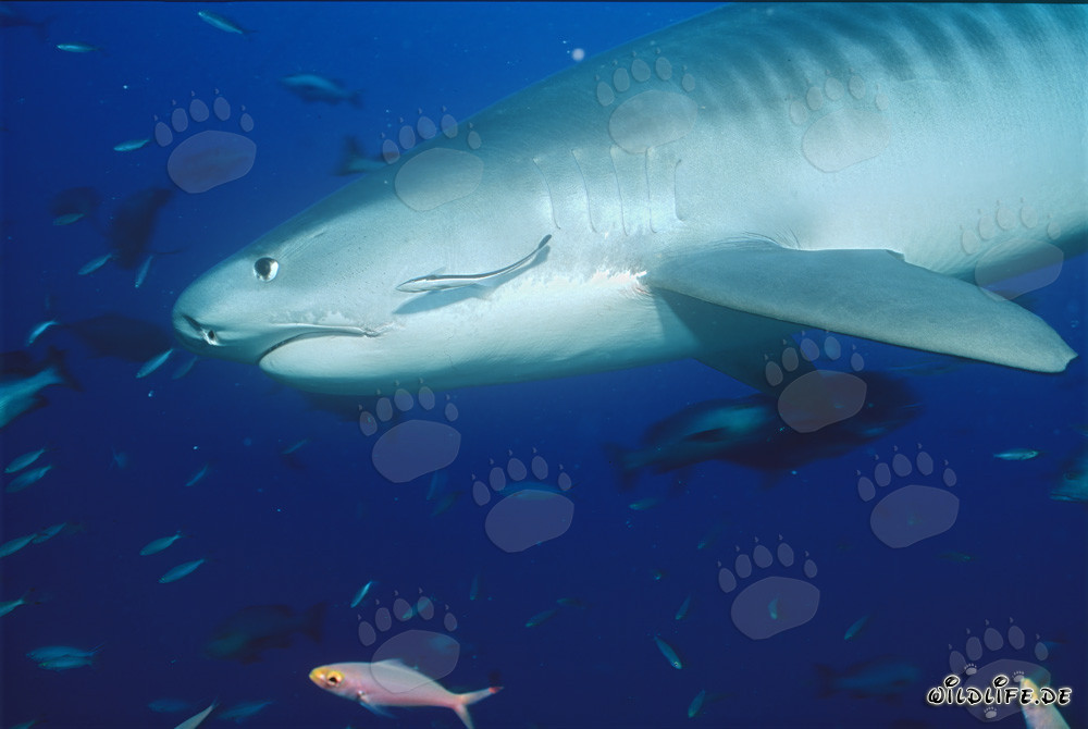 Impresionante tiburón tigre (Galeocerdo cuvier) cerca de un arrecife de coral