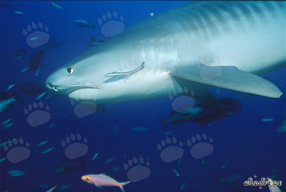 Impressive Tiger Shark (Galeocerdo cuvier) near a Coral Reef