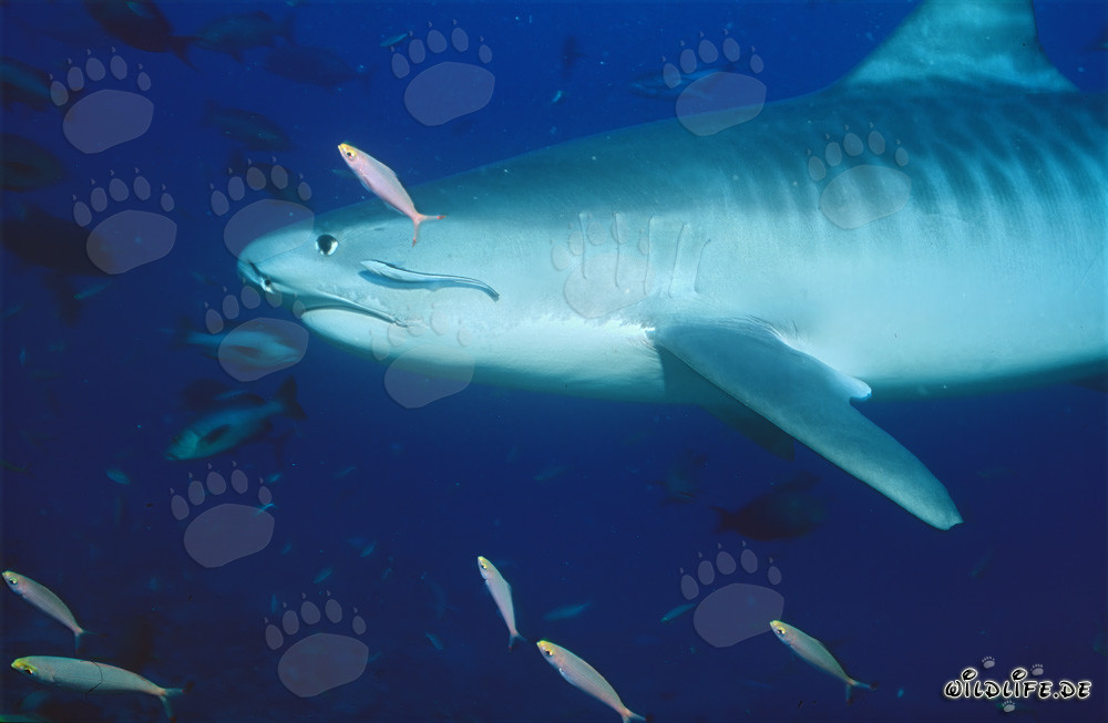Tiburón tigre deslizándose elegantemente a través de las aguas azules profundas del mar