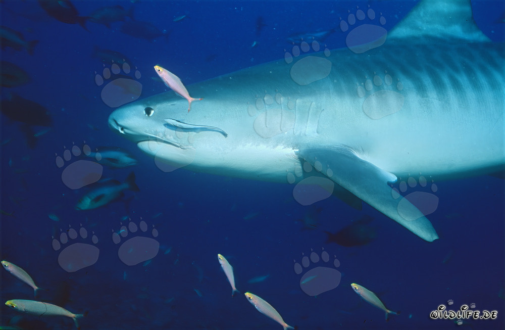 Tiger shark gracefully glides through the deep blue ocean water