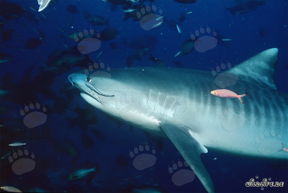 Requin-tigre majestueux (Galeocerdo cuvier) dans les profondeurs de l'océan