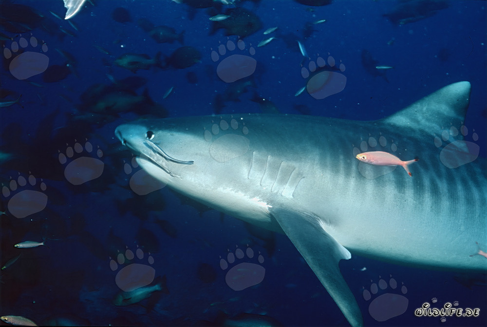 Maestoso squalo tigre (Galeocerdo cuvier) nelle profondità dell'oceano