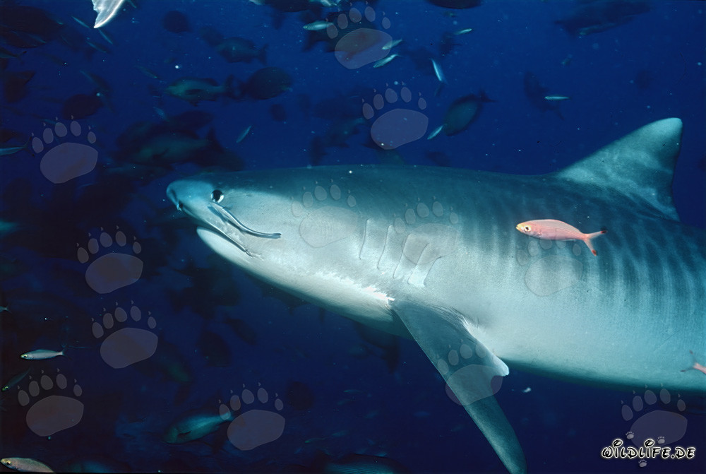 Tiburón tigre majestuoso (Galeocerdo cuvier) en las profundidades del océano