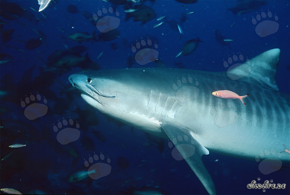 Majestic Tiger Shark (Galeocerdo cuvier) in the Deep Ocean
