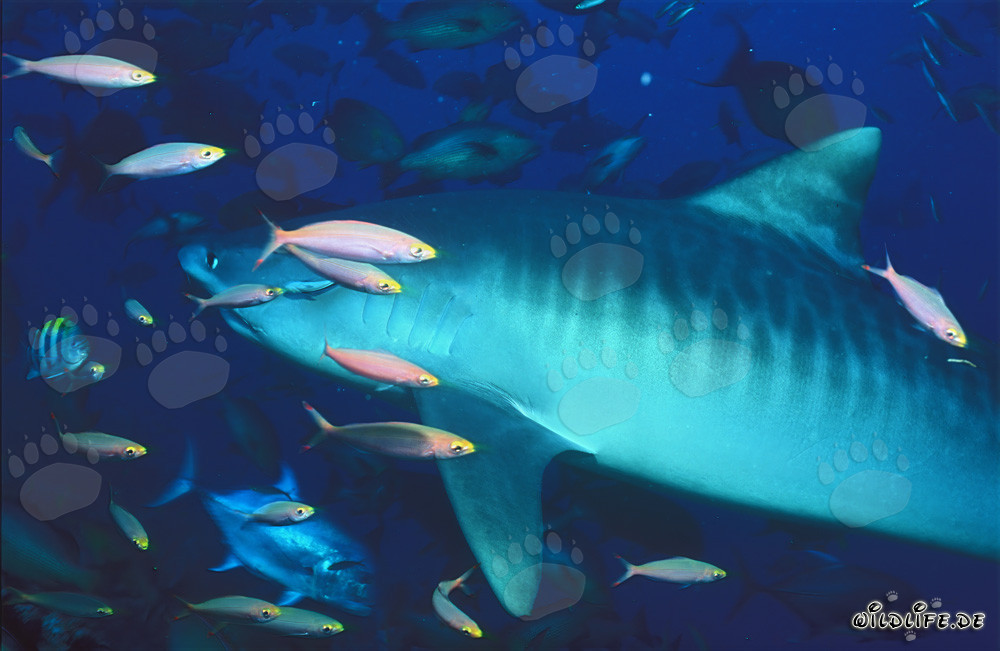 Requin tigre majestueux (Galeocerdo cuvier) entouré de poissons coralliens colorés