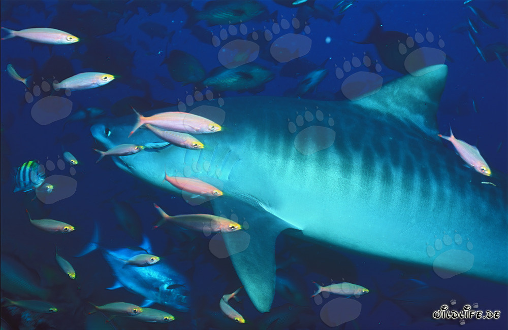 Maestoso squalo tigre (Galeocerdo cuvier) circondato da pesci corallini colorati