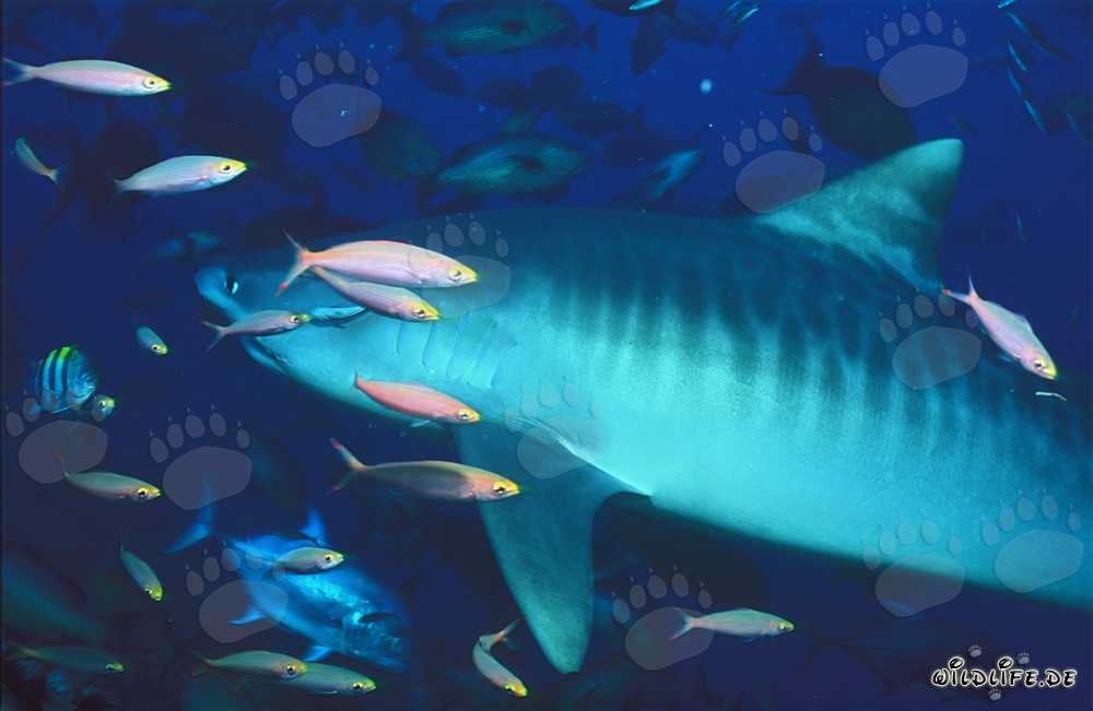 Tiburón tigre majestuoso (Galeocerdo cuvier) rodeado de peces de coral coloridos