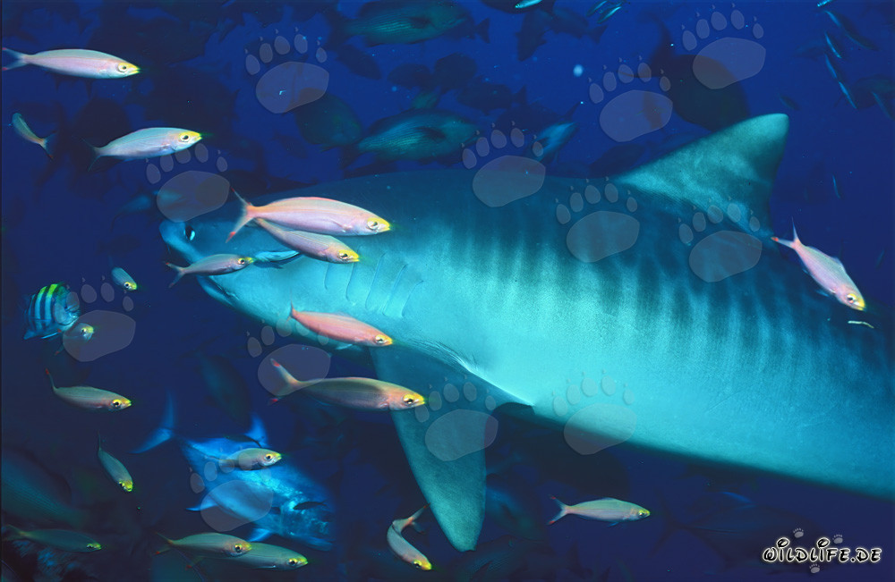 Majestic Tiger Shark (Galeocerdo cuvier) surrounded by colorful coral fish