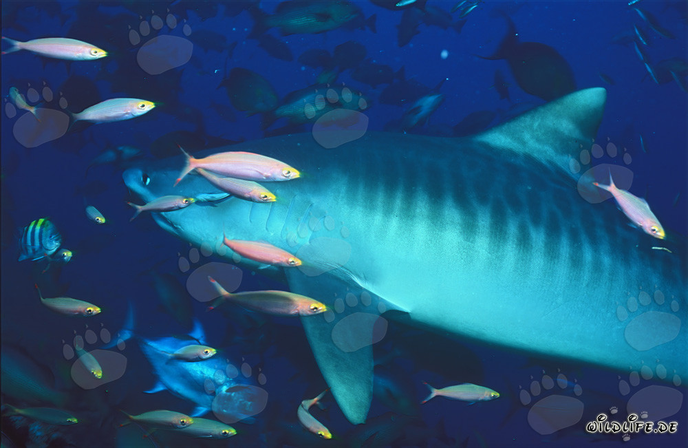 Majestätischer Tigerhai (Galeocerdo cuvier) umgeben von farbenfrohen Korallenfischen