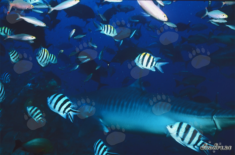 Requin tigre majestueux dans le fascinant récif de corail de Fidji