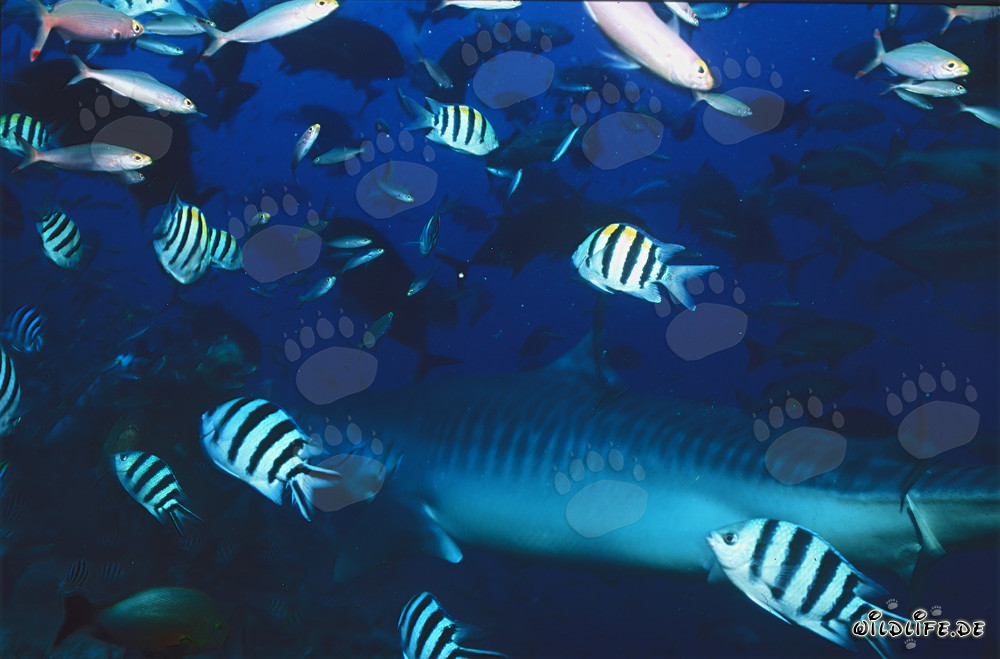 Maestoso squalo tigre nel affascinante reef di corallo di Fiji