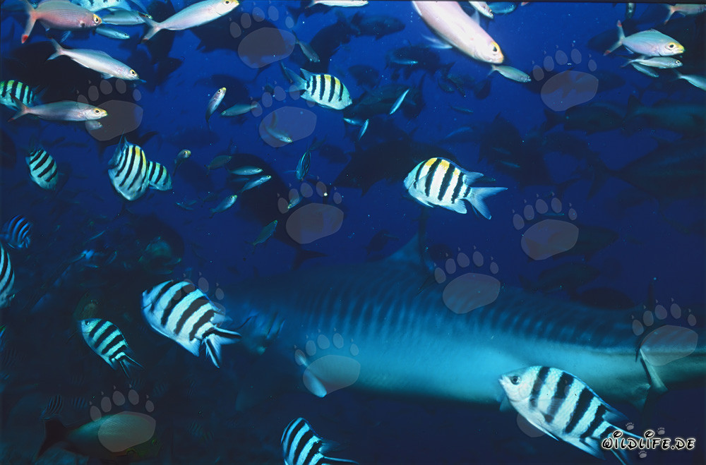 Tiburón tigre majestuoso en el fascinante arrecife de coral de Fiji
