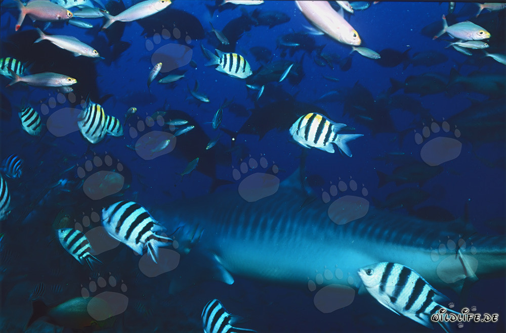 Majestic Tiger Shark in the Fascinating Coral Reef of Fiji