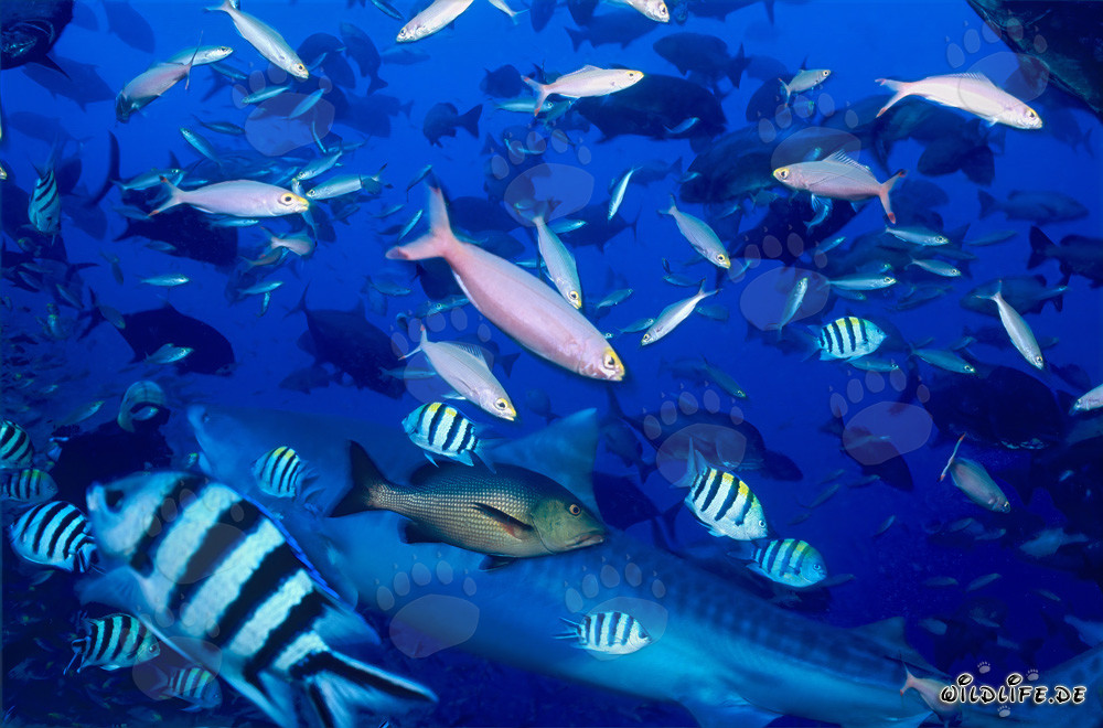 Grand requin-tigre avec des poissons de récif dans le sud du Pacifique devant les Fidji
