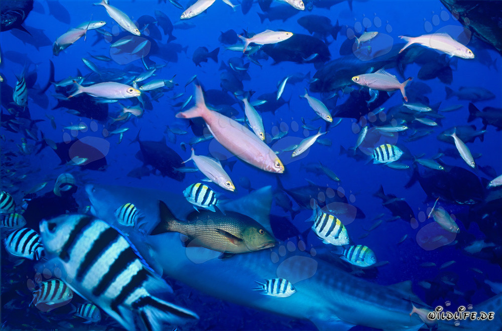 Imponente squalo tigre con pesci di barriera nel Pacifico del sud davanti alle Figi