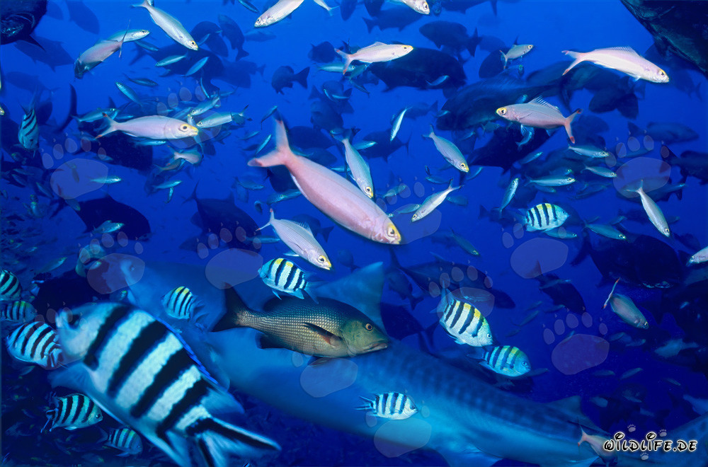 Impresionante tiburón tigre con peces de arrecife en el Pacífico sur frente a Fiji
