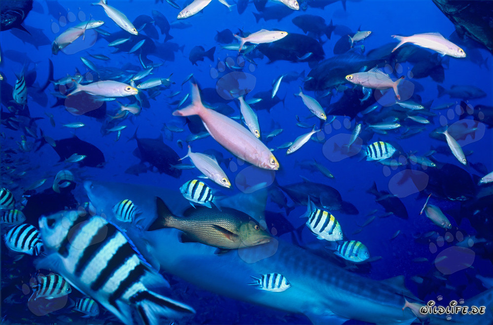 Imposanter Tigerhai mit Rifffischen im Südpazifik vor Fiji