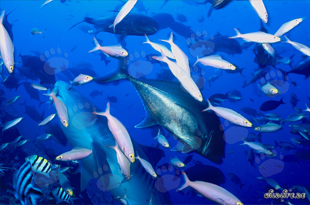 Requin-tigre majestueux nage parmi les poissons de récif dans les eaux de Fidji