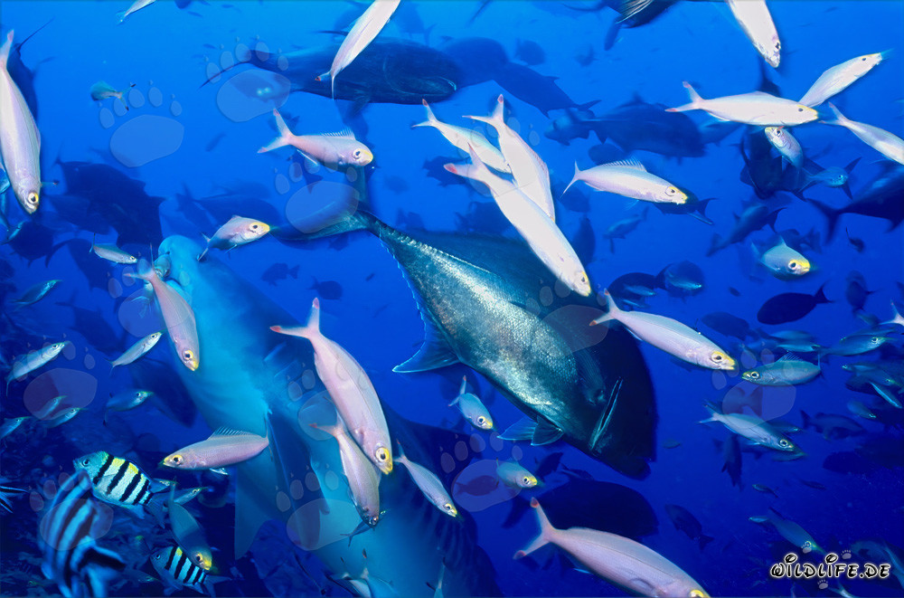 Maestoso squalo tigre nuota circondato da pesci di barriera nelle acque di Fiji