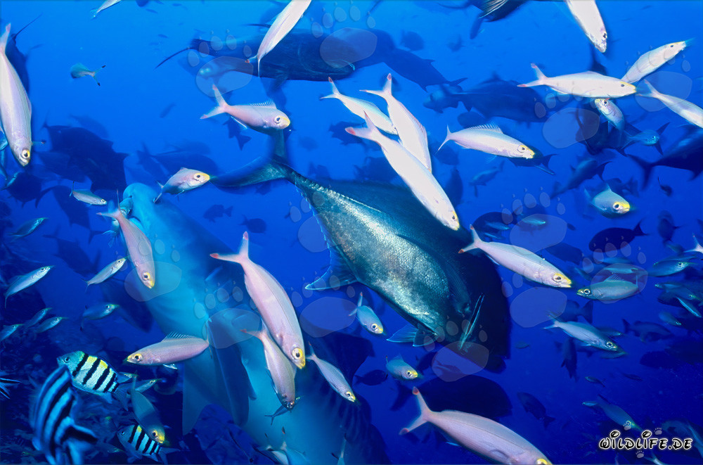 Tiburón tigre majestuoso nada rodeado de peces de arrecife en las aguas de Fiji
