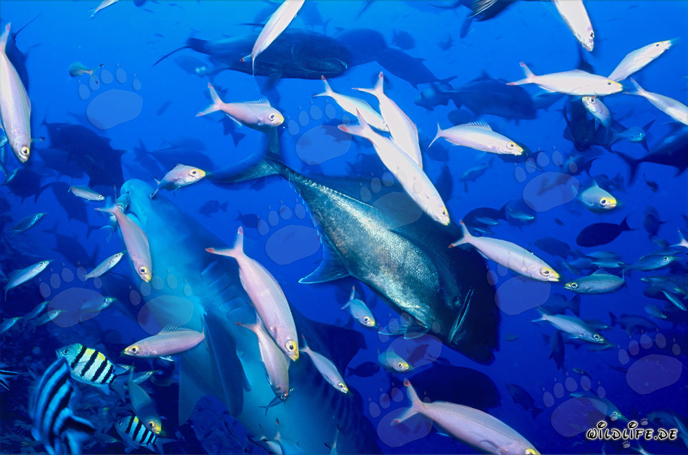 Majestic tiger shark swimming in the waters of Fiji surrounded by reef fish