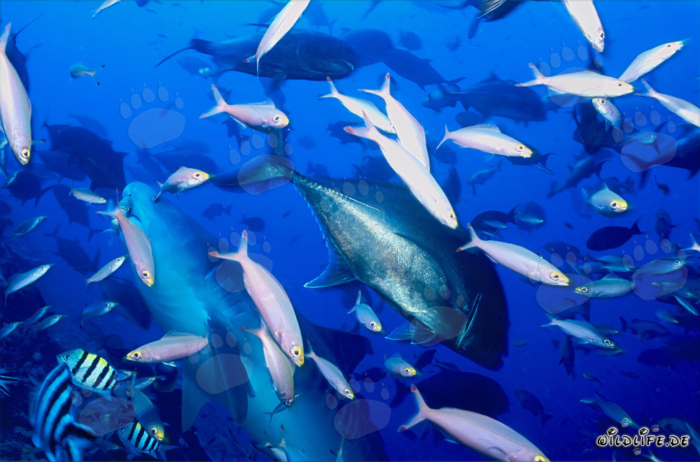 Majestätischer Tigerhai in den Gewässern von Fiji schwimmt umgeben von Rifffischen