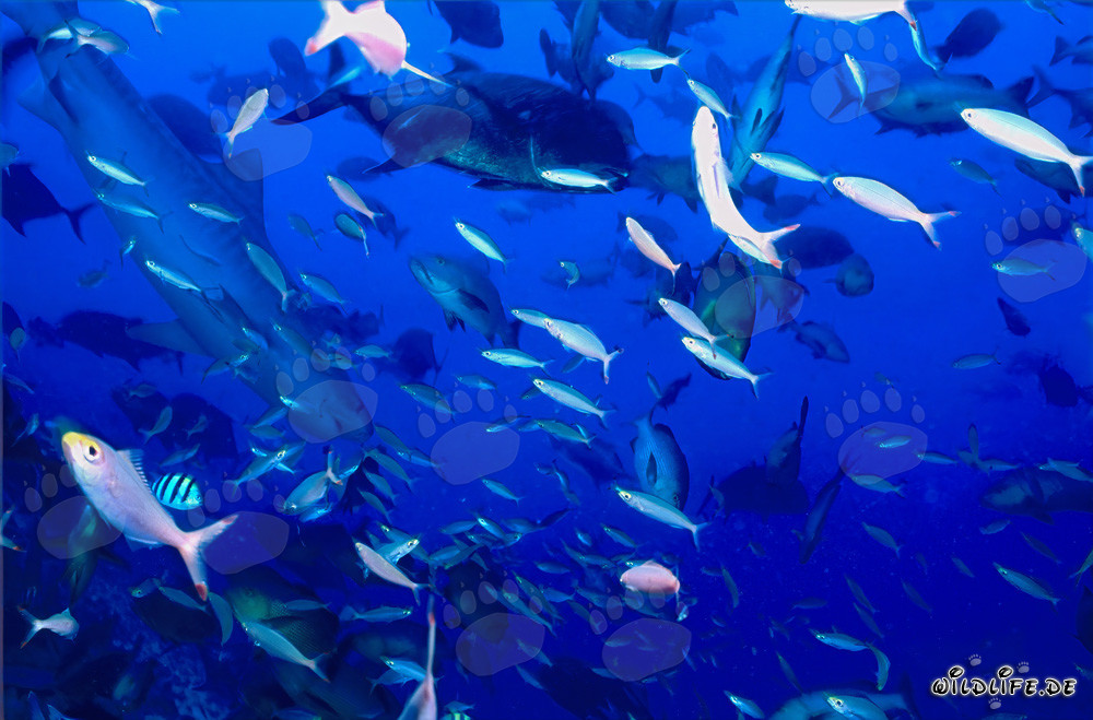 Imponente squalo tigre sott'acqua di fronte a una barriera corallina