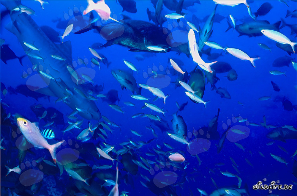 Impresionante tiburón tigre bajo el agua frente a un arrecife de coral