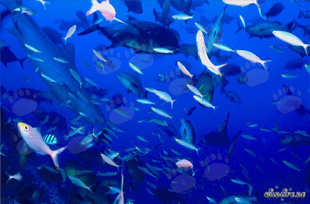 Impressive Tiger Shark underwater in front of coral reef