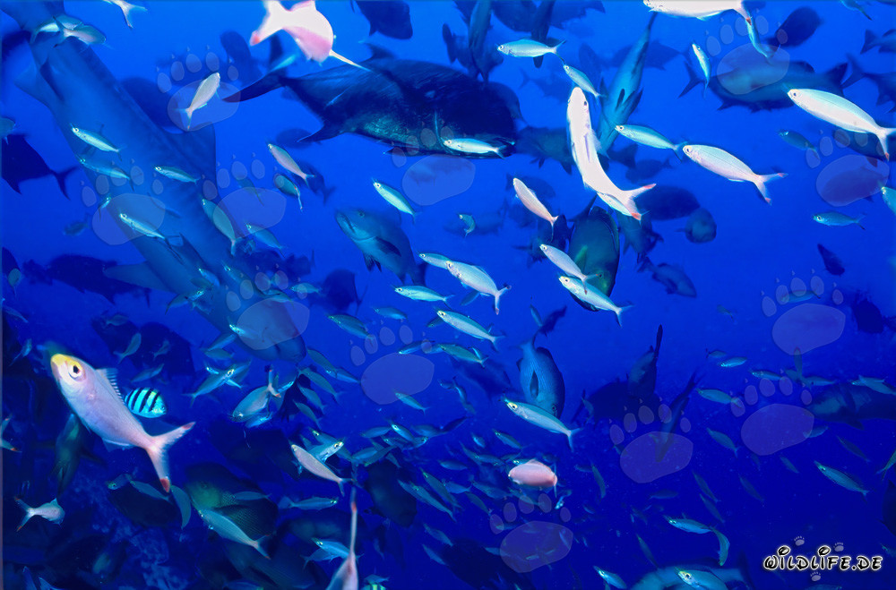 Imposanter Tigerhai unter Wasser vor Korallenriff