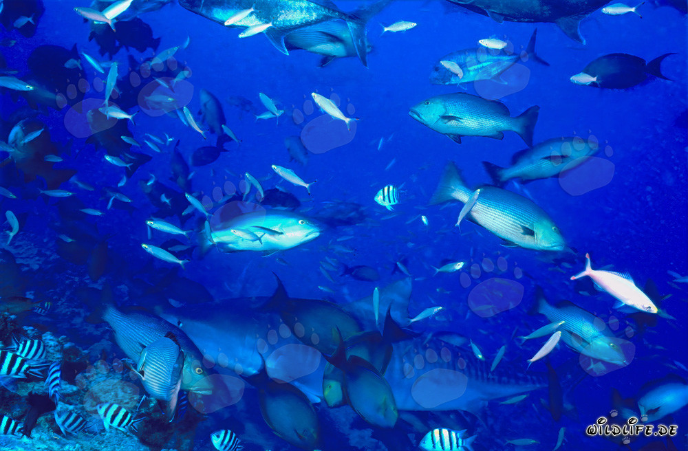 Requin-tigre imposant entouré de poissons de récif