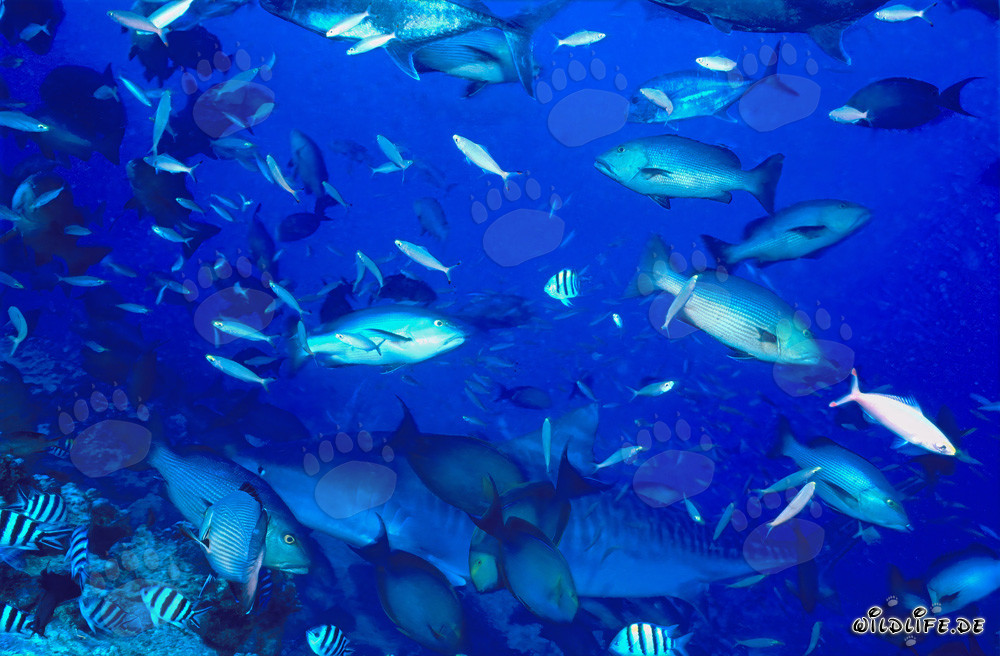 Impresionante tiburón tigre rodeado de peces de arrecife