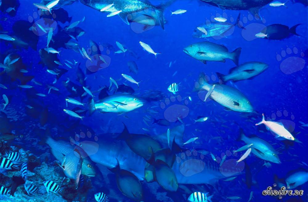 Imposanter Tigerhai umgeben von Rifffischen
