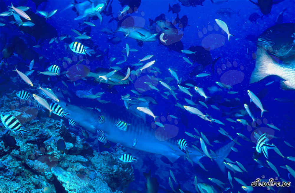 Le requin-tigre atteint le récif corallien