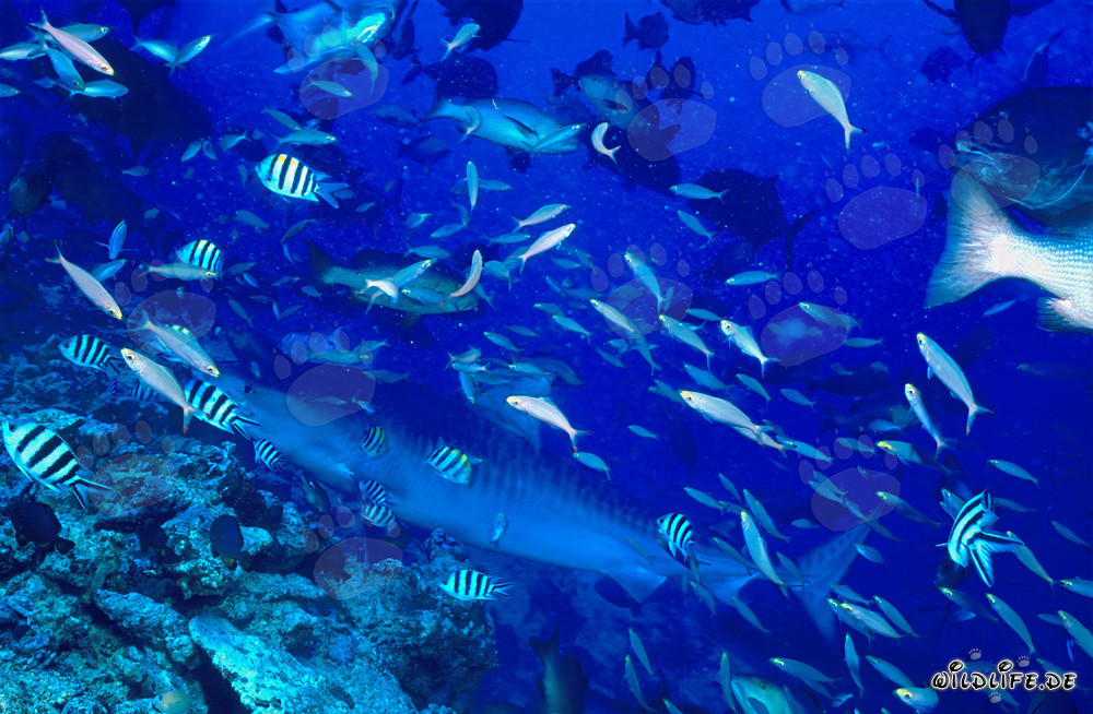 Tiburón tigre alcanza el arrecife de coral