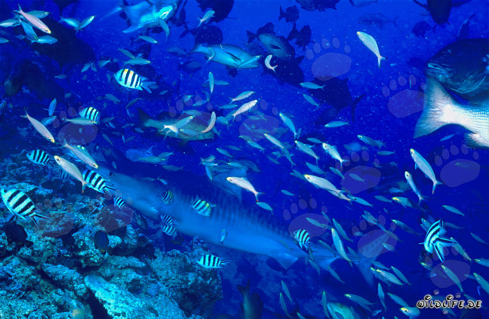 Tiger shark (Galeocerdo cuvier)