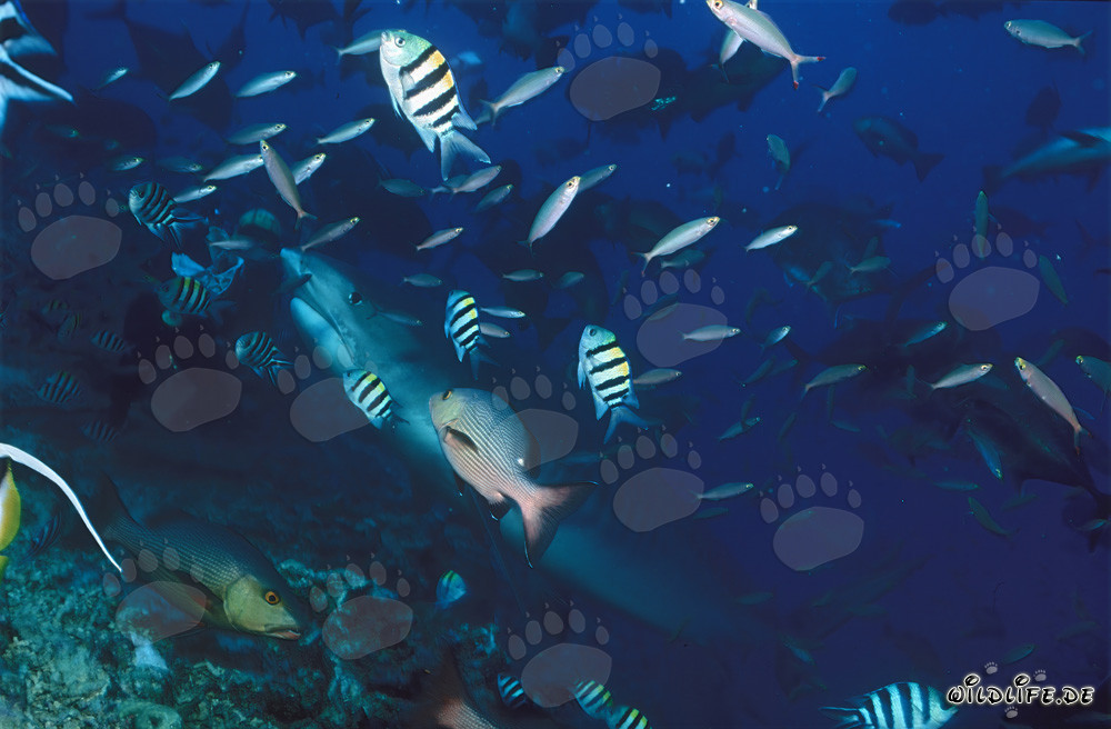 Impressionante squalo tigre nuota nella barriera corallina di Beqa Lagoon