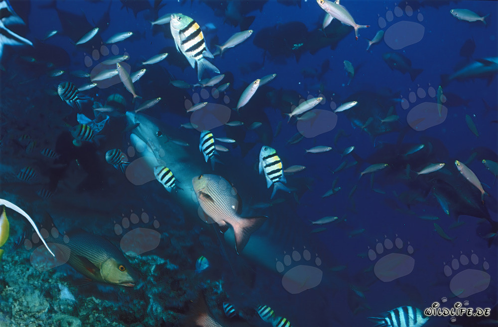Impresionante tiburón tigre nada en el arrecife de coral de Beqa Lagoon