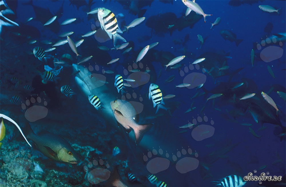 Impressive Tiger Shark Swimming in the Coral Reef of Beqa Lagoon