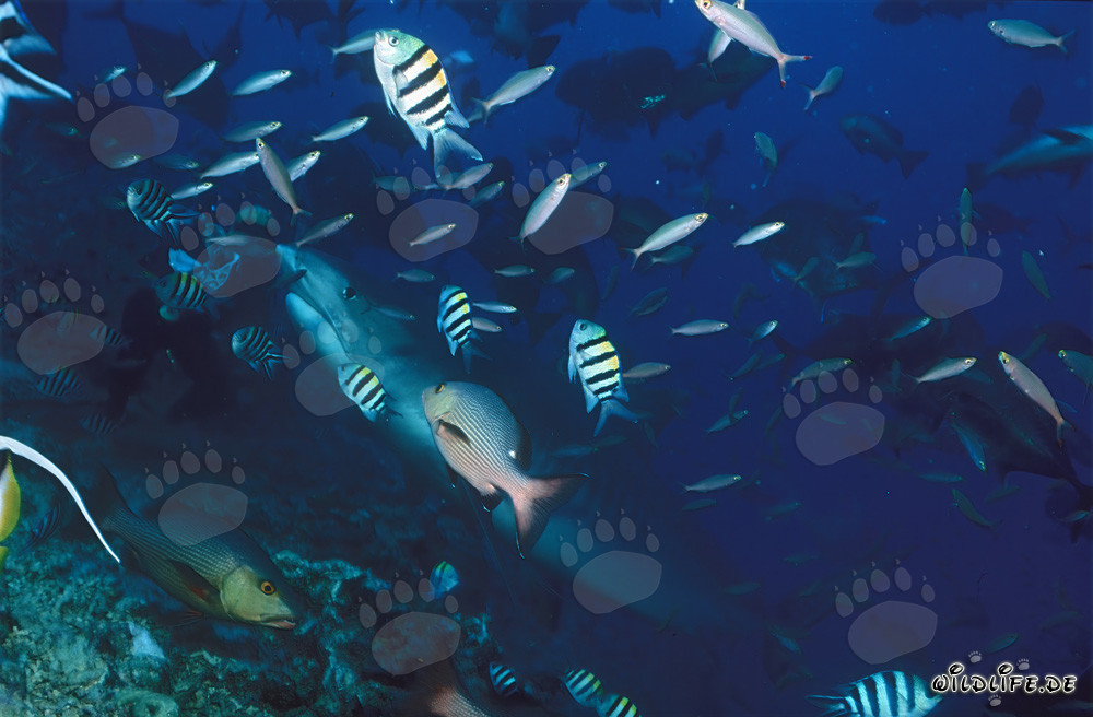 Imposanter Tigerhai schwimmt im Korallenriff von Beqa Lagoon