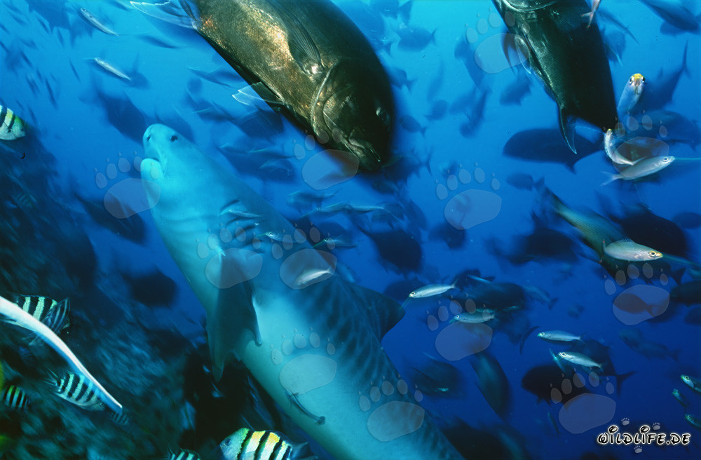 Grand requin tigre (Galeocerdo cuvier) et maquereaux têtes de mule nageant dans l'océan