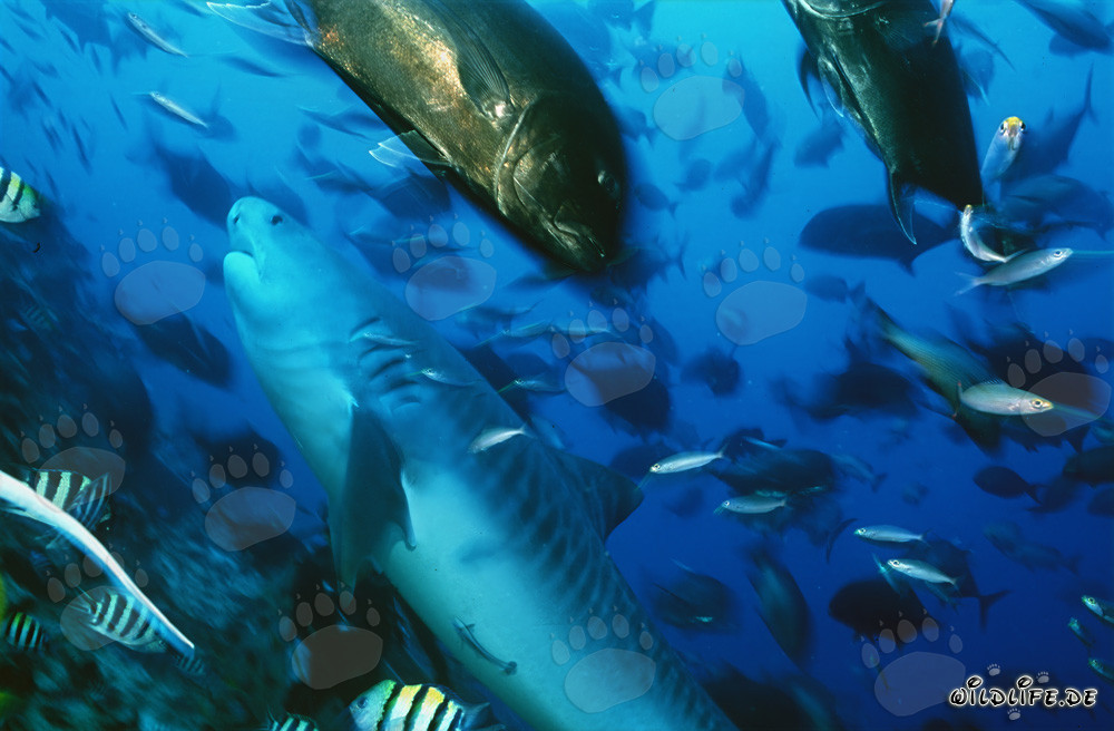 Imponente squalo tigre (Galeocerdo cuvier) e sgombri testardi nuotanti nell'oceano