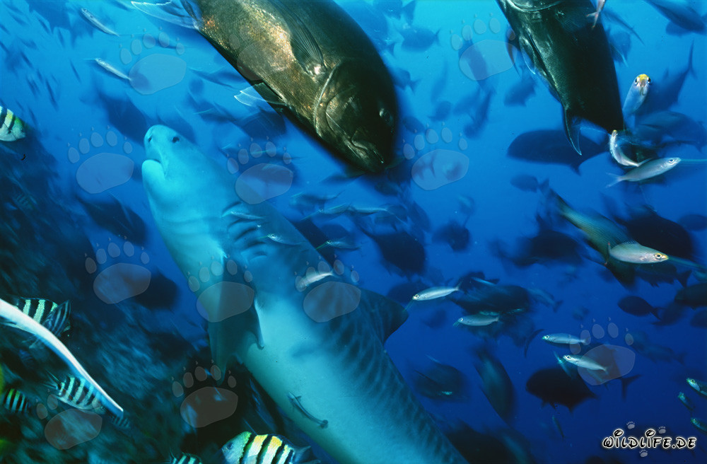 Impresionante tiburón tigre (Galeocerdo cuvier) y caballas cabezonas nadando en el océano