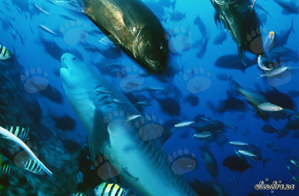 Impressive Tiger Shark (Galeocerdo cuvier) swimming alongside Jack Mackerels