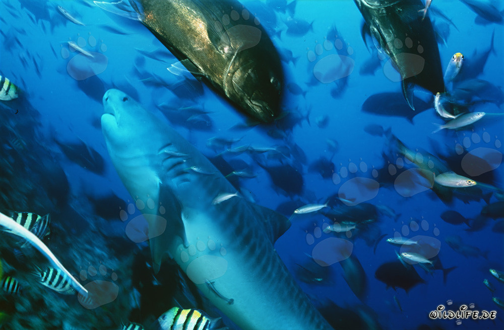 Imposanter Tigerhai (Galeocerdo cuvier) und Dickkopf-Makrelen im Ozean schwimmend