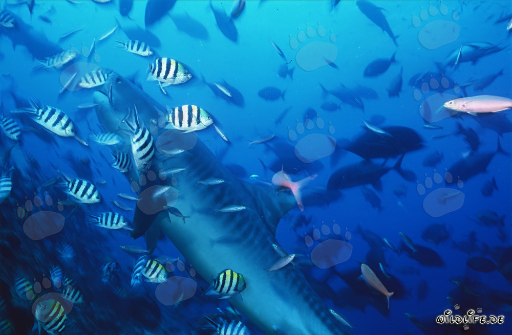 Requin-tigre impressionnant entouré de poissons de récif à Beqa Lagoon, Fidji
