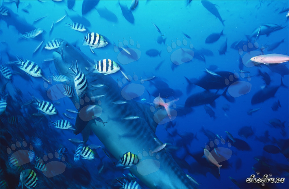 Impresionante tiburón tigre rodeado de peces de arrecife en Beqa Lagoon, Fiyi