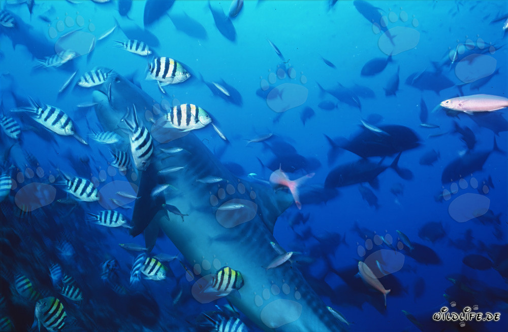Impressive Tiger Shark Surrounded by Reef Fish in Beqa Lagoon, Fiji